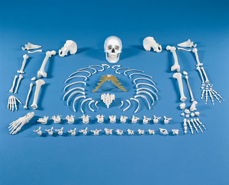 Erler Zimmer Rozložená kostra člověka - soubor kostí