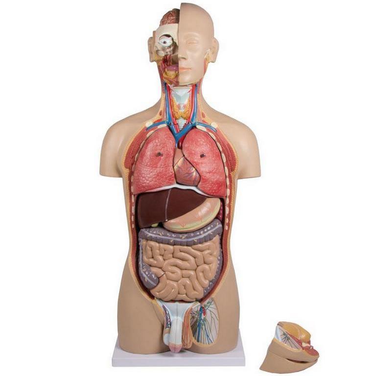 Lidské torzo - 27-dílný anatomický model s otevřenými zády