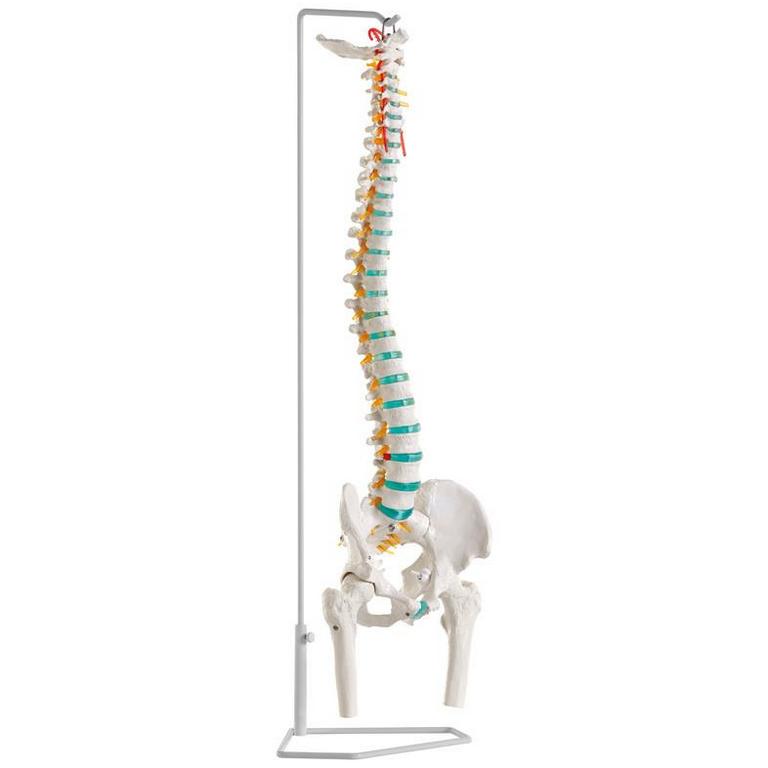 Erler Zimmer Flexibilní páteř člověka s hlavami stehenní kosti