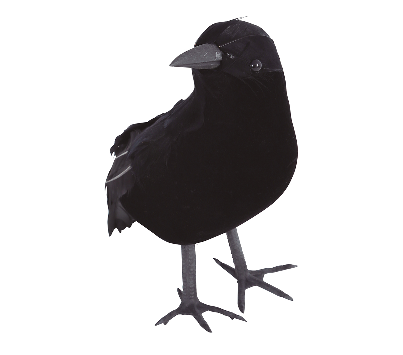 Guirca Černá vrána