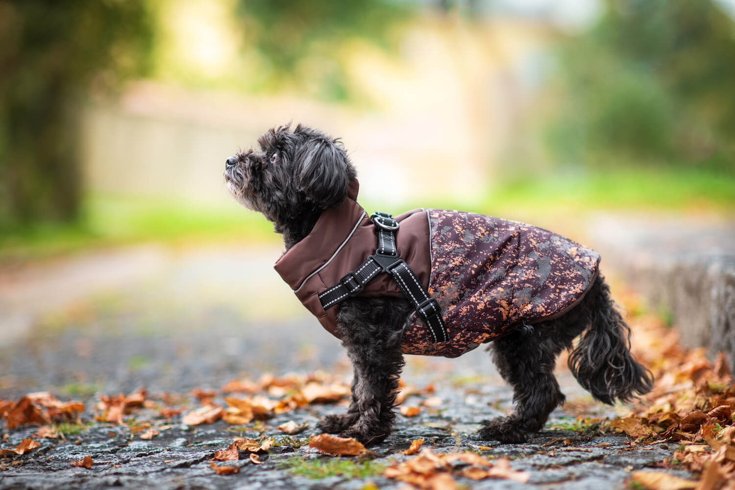 Vsepropejska Adon zimní bunda pro psa s postrojem Barva: Hnědá, Délka zad (cm): 33, Obvod hrudníku: 41 - 45 cm