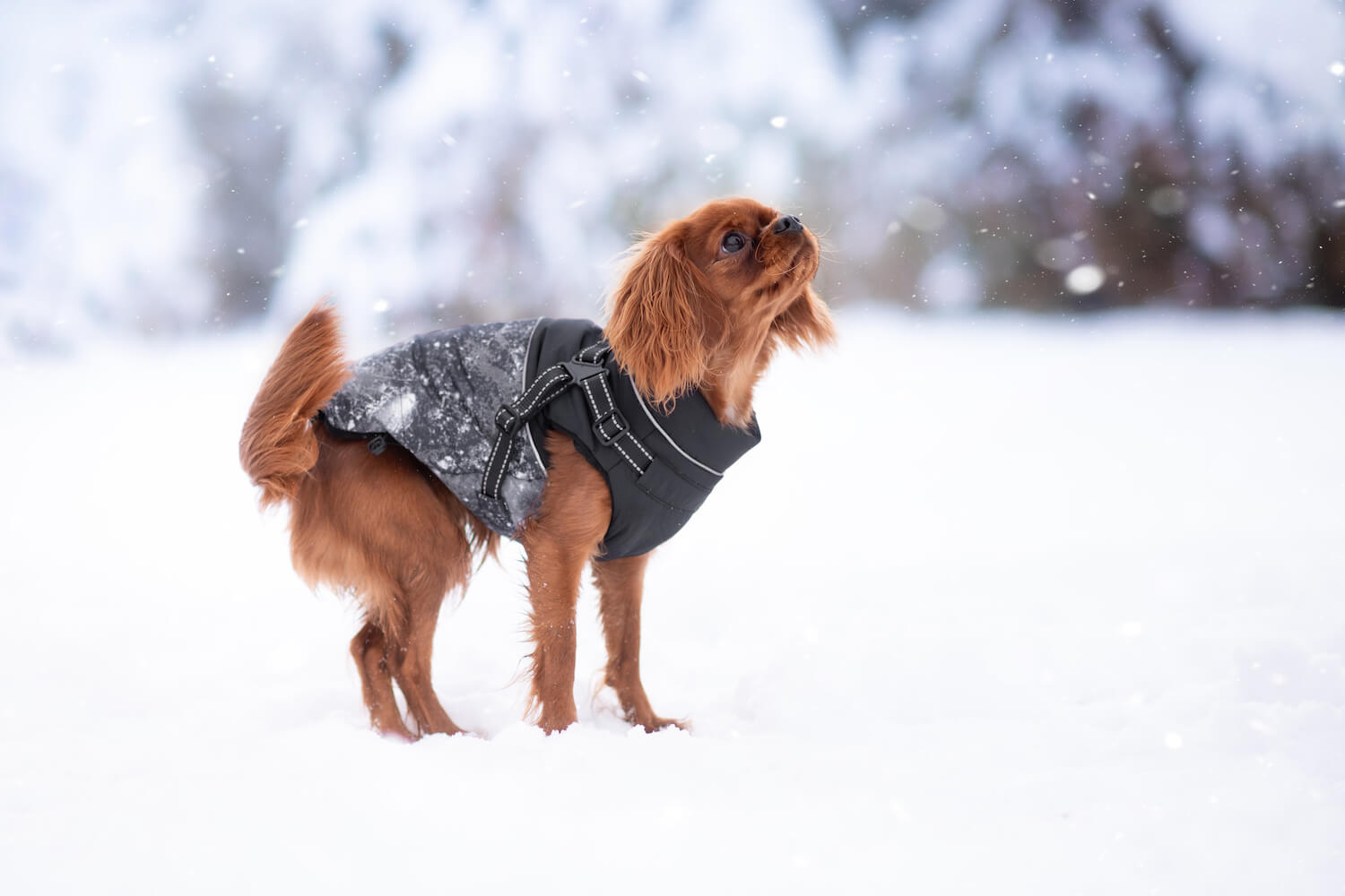 Vsepropejska Adon zimní bunda pro psa s postrojem Barva: Černá, Délka zad (cm): 33, Obvod hrudníku: 41 - 45 cm