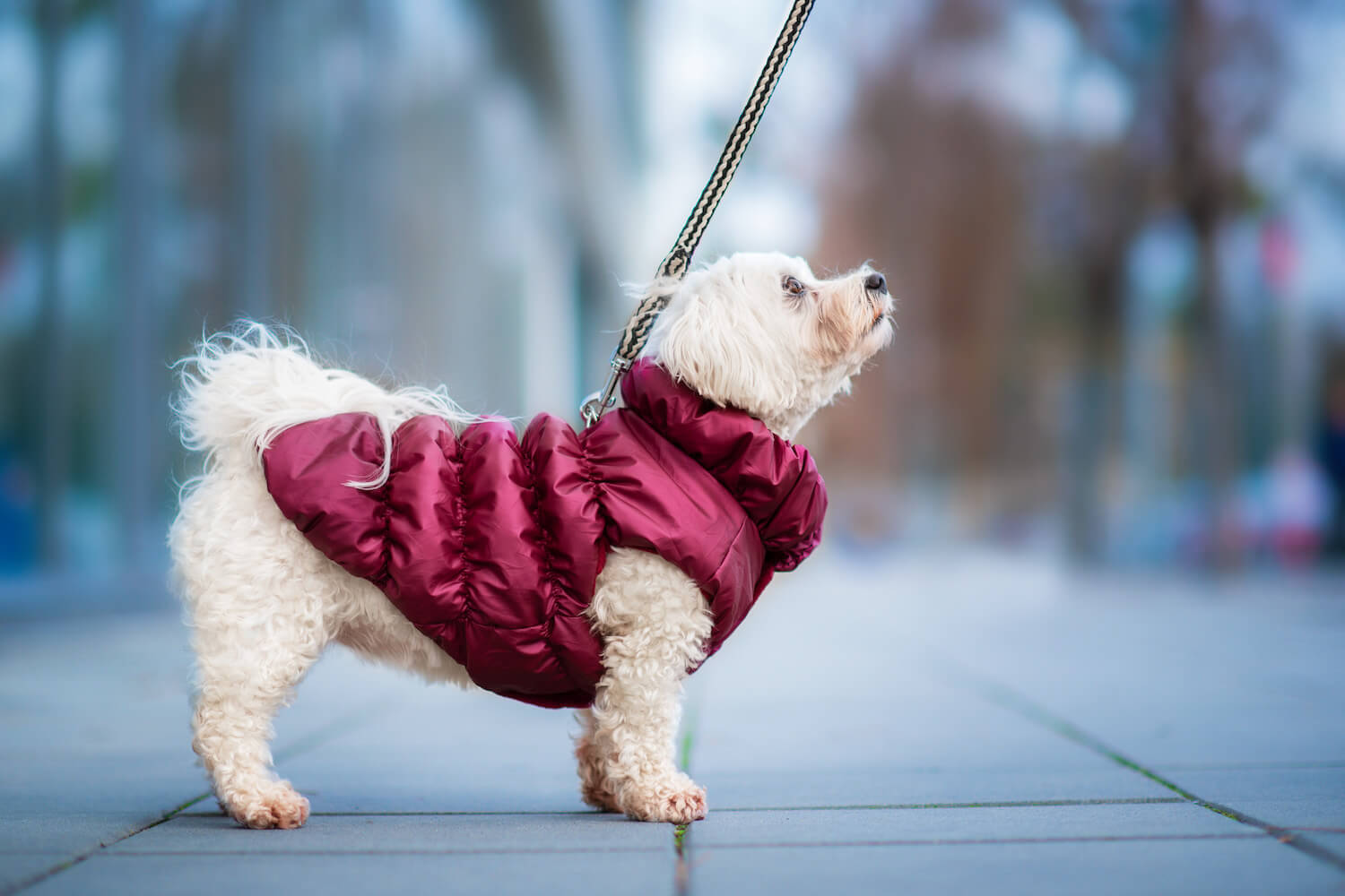 Vsepropejska Magie zimní bunda pro psa Barva: Vínová, Délka zad (cm): 26, Obvod hrudníku: 36 - 40 cm