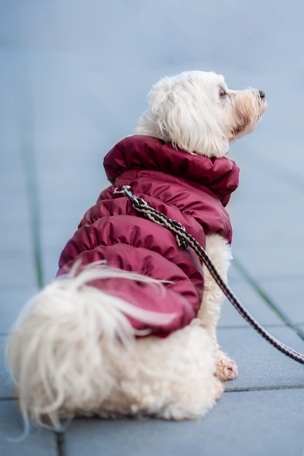 Vsepropejska Magie zimní bunda pro psa Barva: Vínová, Délka zad (cm): 36, Obvod hrudníku: 48 - 54 cm