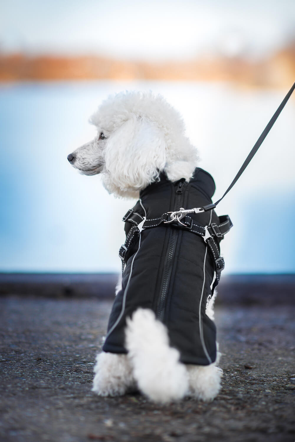 Vsepropejska Stuart obleček pro psa na zip Barva: Černá, Délka zad (cm): 38, Obvod hrudníku: 46 - 52 cm