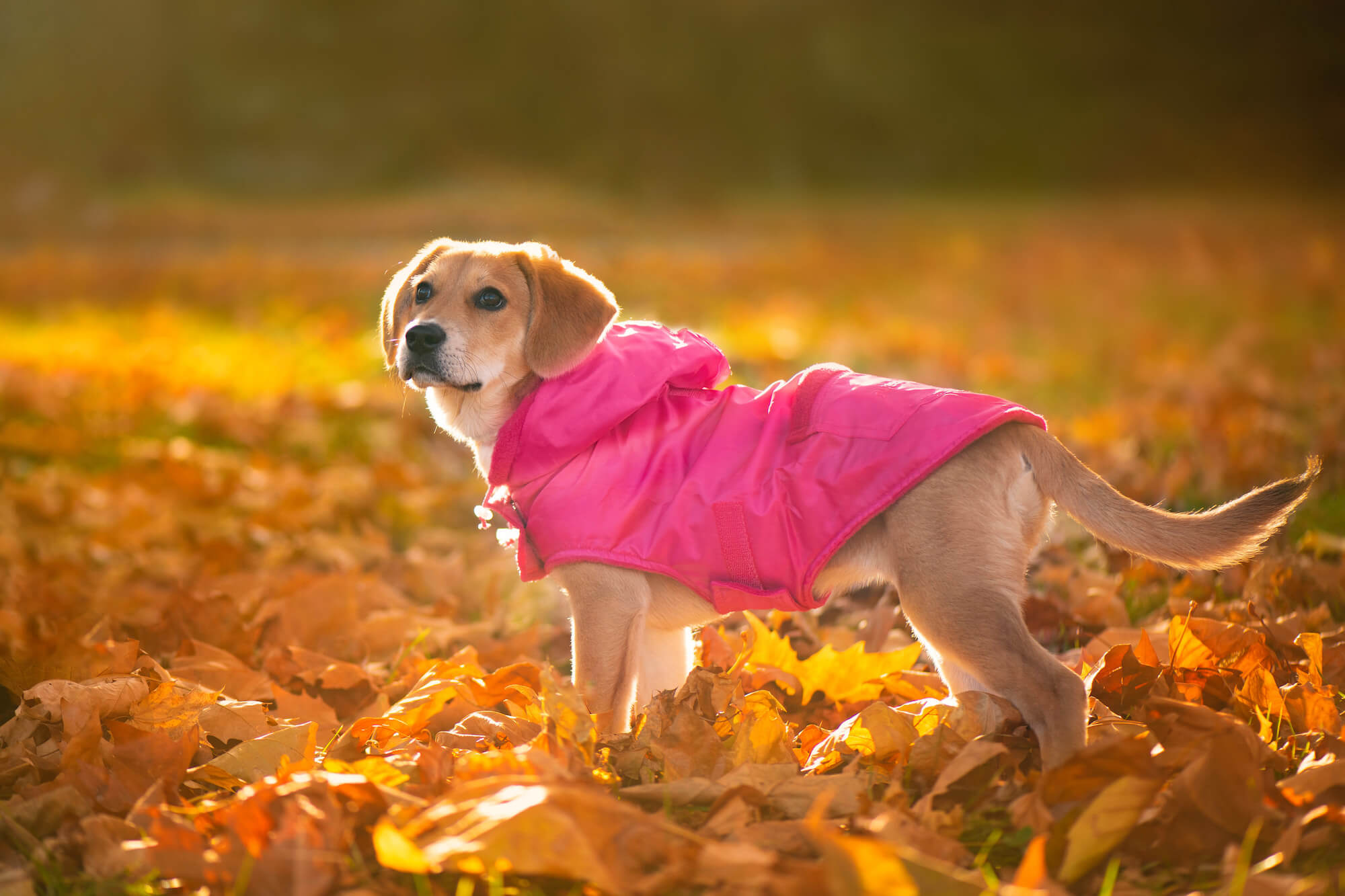 Vsepropejska Winter bunda pro psa s kapucí Barva: Růžová, Délka zad (cm): 36, Obvod hrudníku: 38 - 58 cm