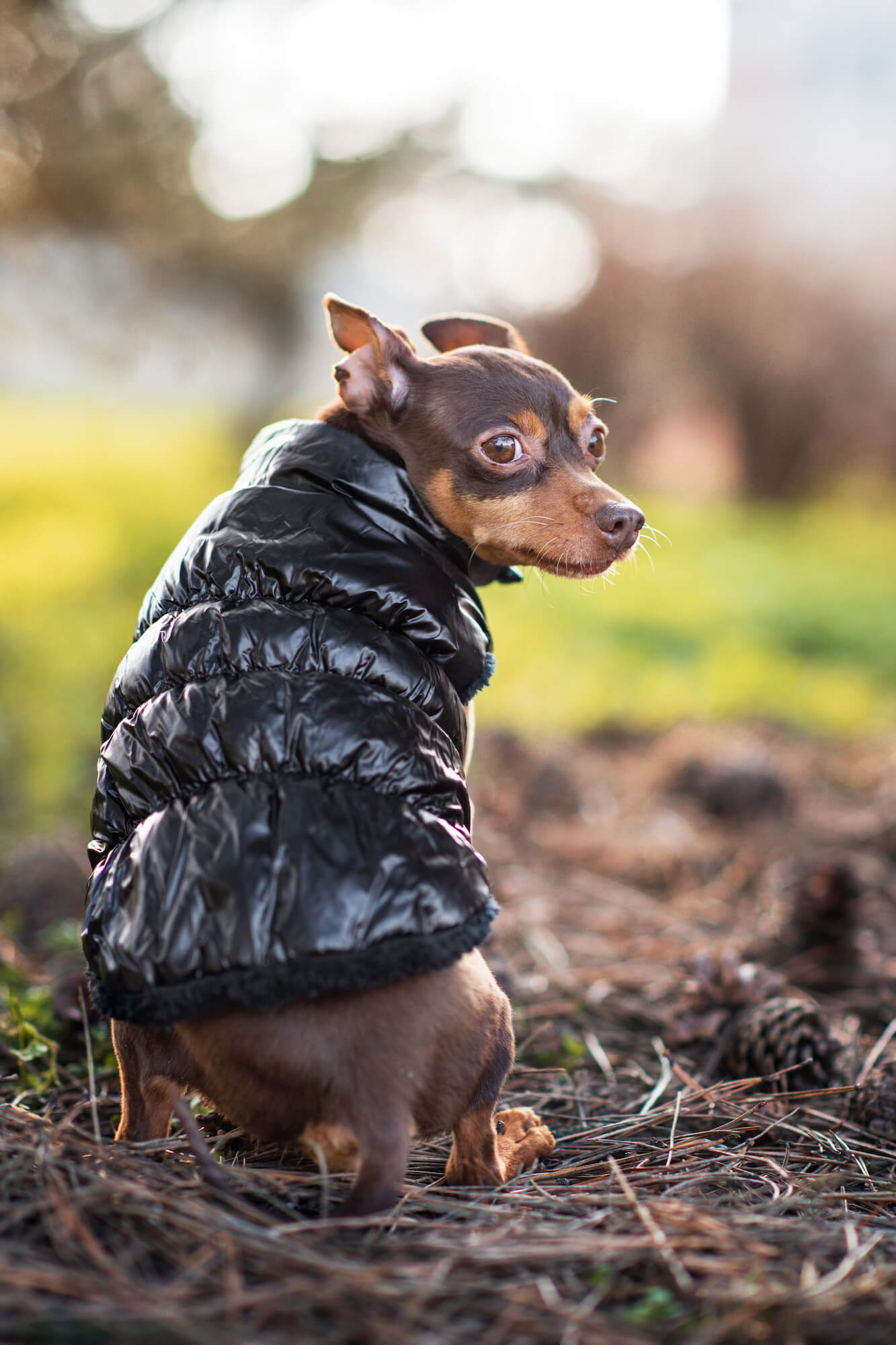 Vsepropejska Warm zimní bunda pro psa s kožichem Barva: Černá, Délka zad (cm): 24, Obvod hrudníku: 24 - 34 cm