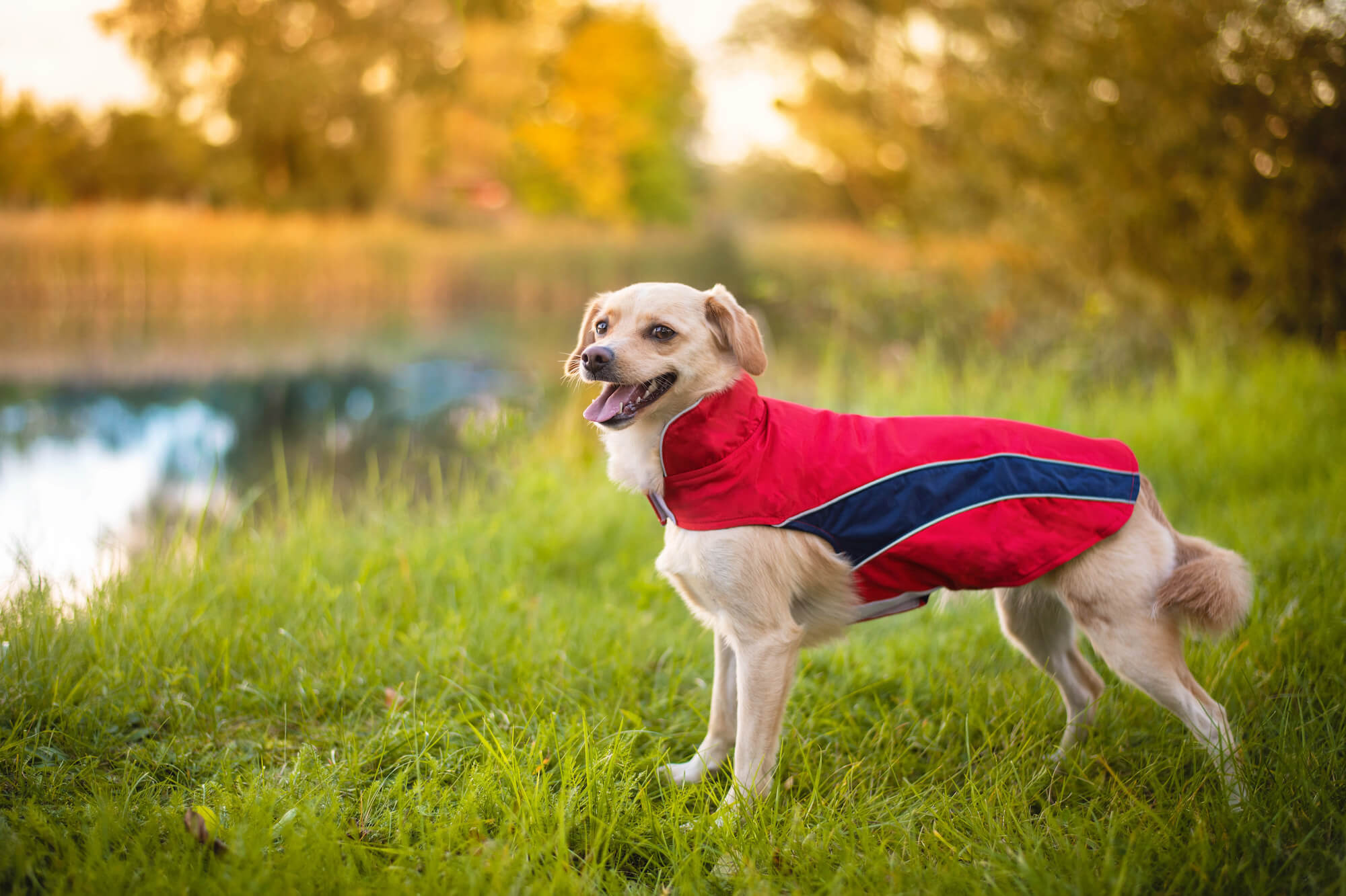 Vsepropejska Collar bunda pro psa s reflexními prvky Barva: Červená, Délka zad (cm): 33, Obvod hrudníku: 42 - 52 cm