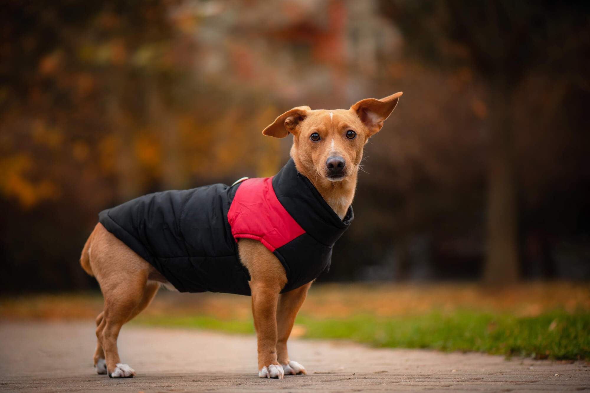 Vsepropejska Slim-rainy obleček pro psa na zip Barva: Černo-červená, Délka zad (cm): 39, Obvod hrudníku: 45 - 50 cm