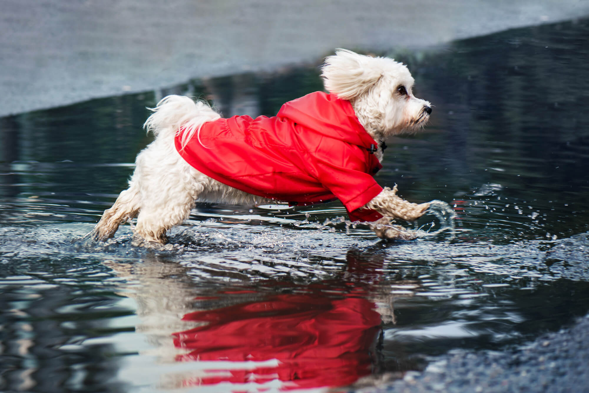 Vsepropejska Cloudy pláštěnka pro psa s kapucí Barva: Červená, Délka zad (cm): 33, Obvod hrudníku: 43 - 46 cm