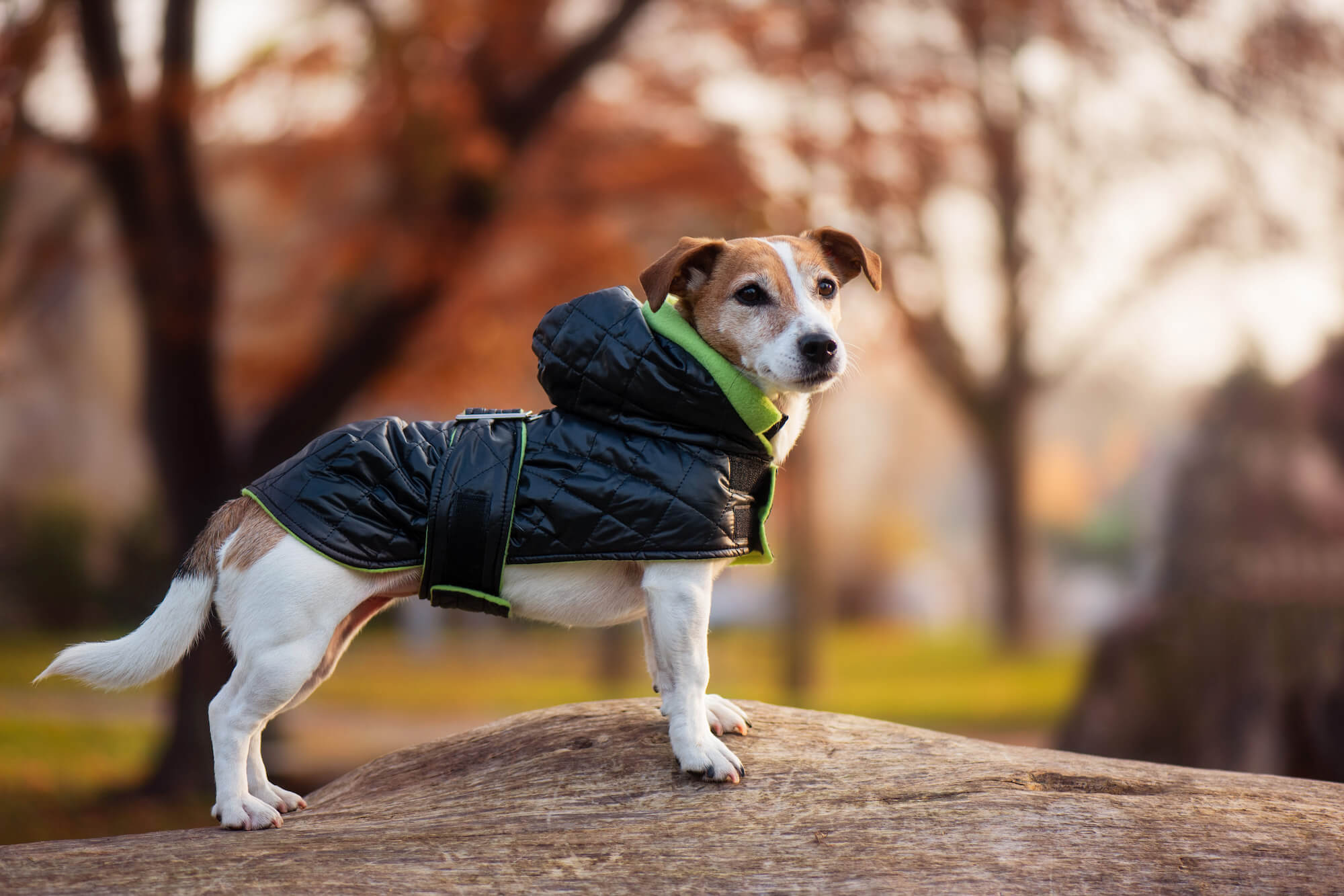 Vsepropejska Coldy bunda pro psa s kapucí Barva: Černo-zelená, Délka zad (cm): 30, Obvod hrudníku: 26 - 40 cm