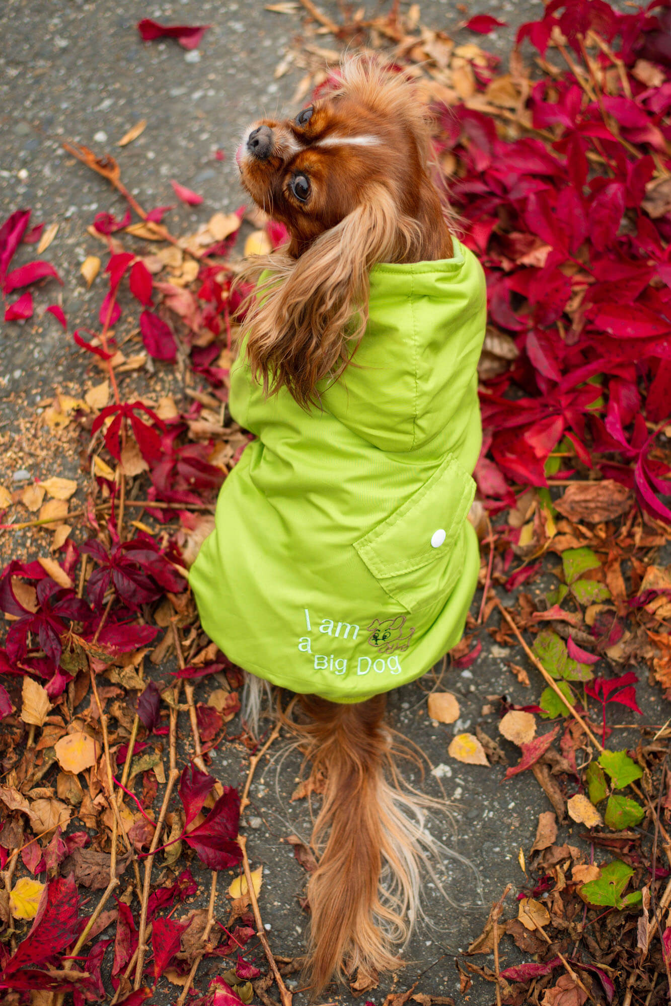 Vsepropejska Big dog zimní bunda pro psa Barva: Zelená, Délka zad (cm): 32, Obvod hrudníku: 48 - 55 cm
