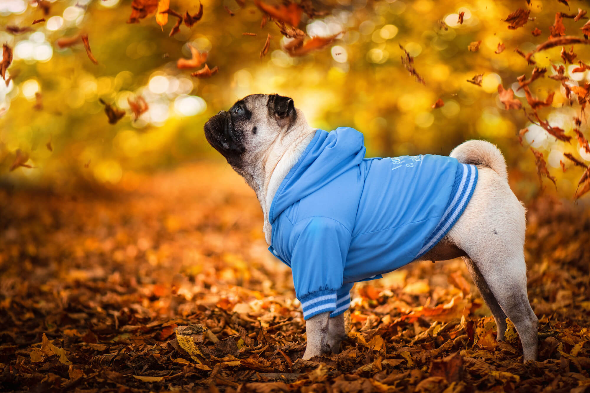Vsepropejska Big dog zimní bunda pro psa Barva: Modrá, Délka zad (cm): 32, Obvod hrudníku: 48 - 55 cm
