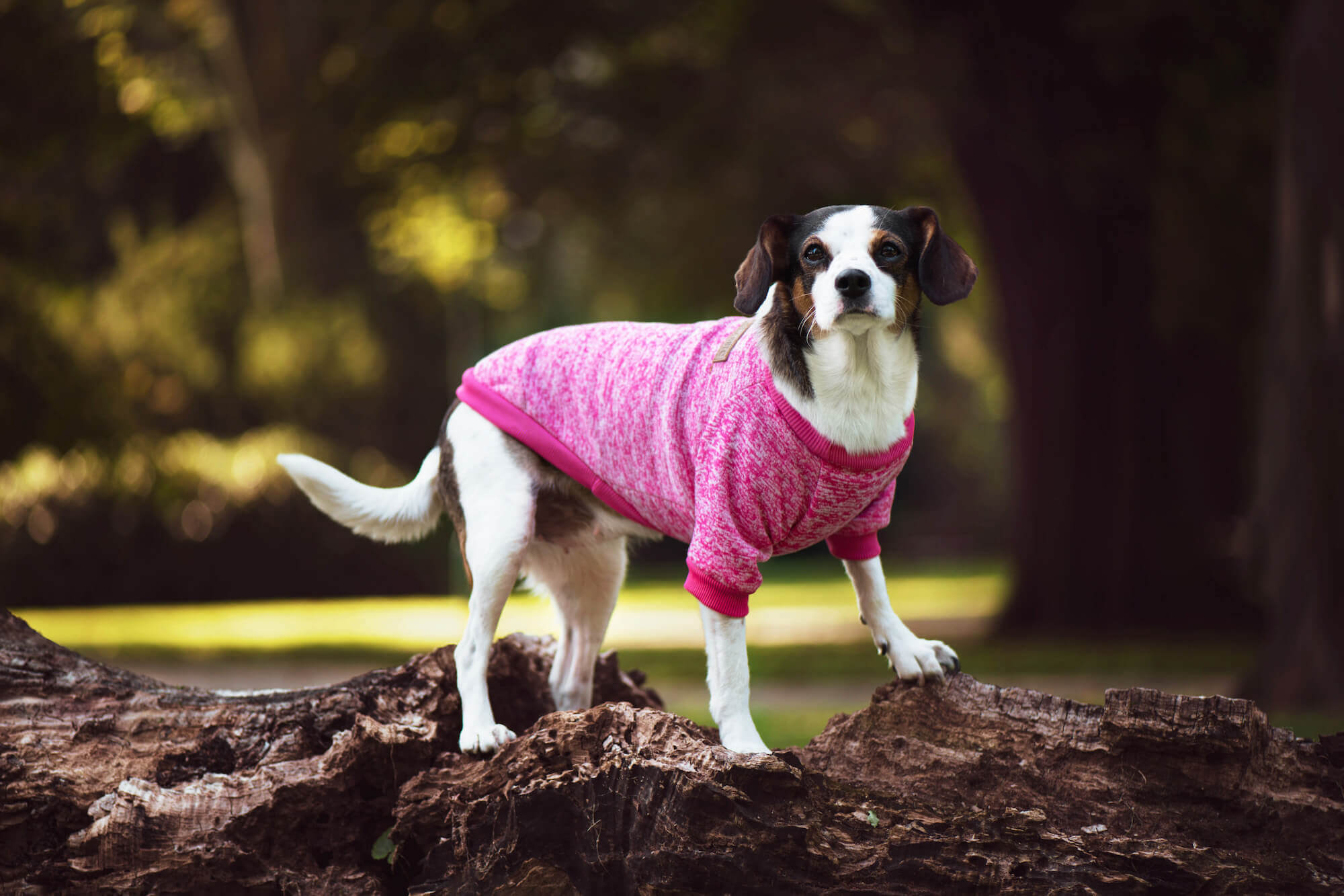 Vsepropejska Classic mikina pro psa Barva: Tmavě růžová, Délka zad (cm): 17, Obvod hrudníku: 20 - 26 cm
