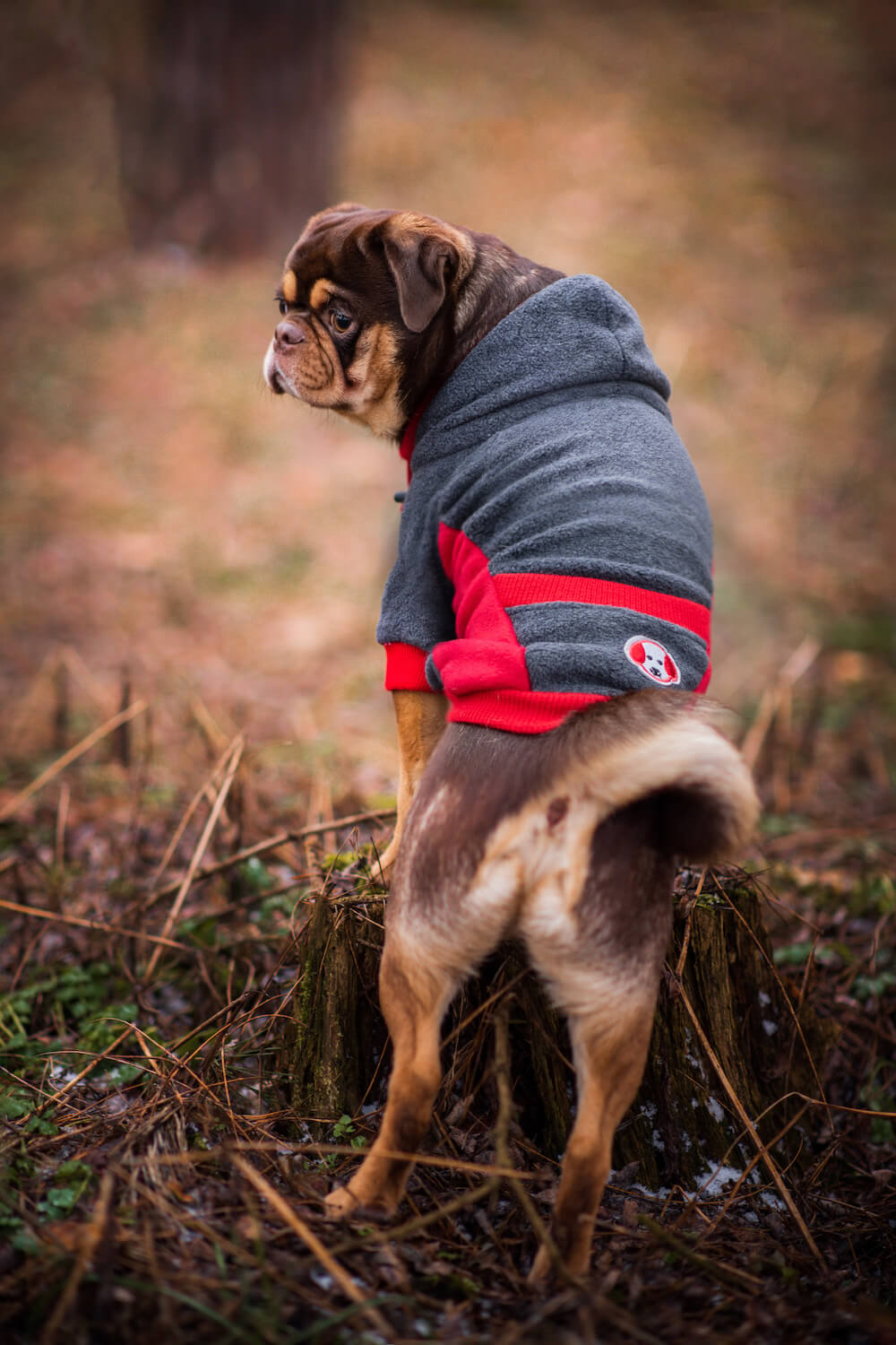Vsepropejska Cool fleecová mikina pro psa s kapsičkou Barva: Šedo-červená, Délka zad (cm): 33, Obvod hrudníku: 46 - 56 cm