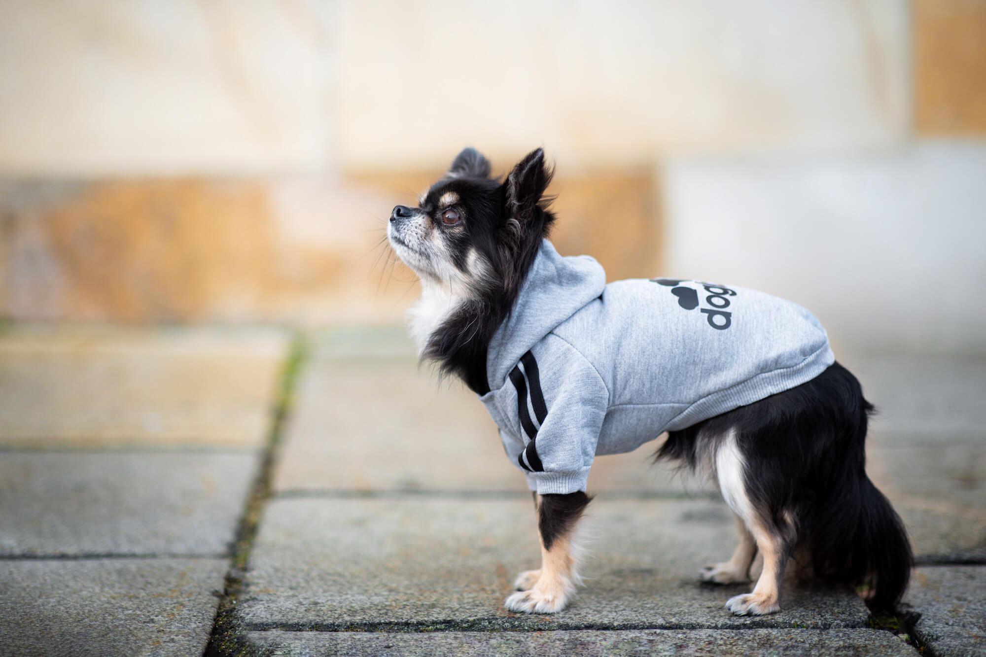 Vsepropejska DogBaby bavlněná mikina pro psa Barva: Šedá, Délka zad (cm): 30, Obvod hrudníku: 36 - 42 cm