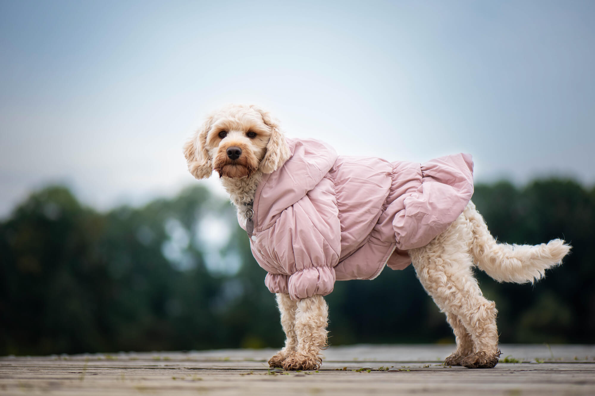 Vsepropejska Aida zimní bunda pro psa Barva: Růžová, Délka zad (cm): 19, Obvod hrudníku: 28 - 39 cm