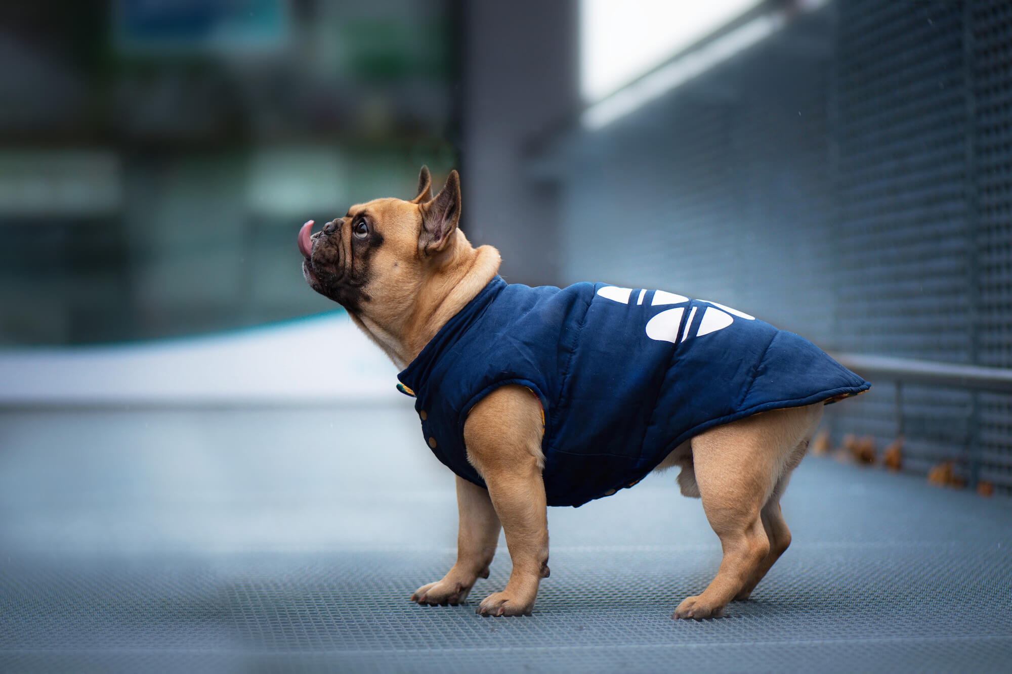 Vsepropejska Judo oboustranná bunda pro psa Barva: Modrá, Délka zad (cm): 39, Obvod hrudníku: 54 - 58 cm