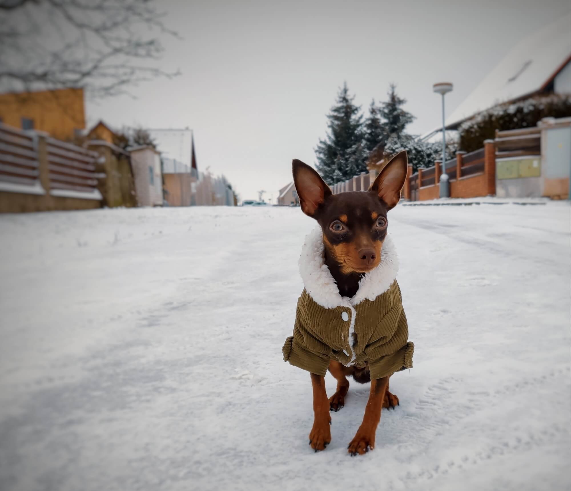 Vsepropejska Deril manšestrová bunda pro psa Barva: Zelená, Délka zad (cm): 34, Obvod hrudníku: 42 - 46 cm