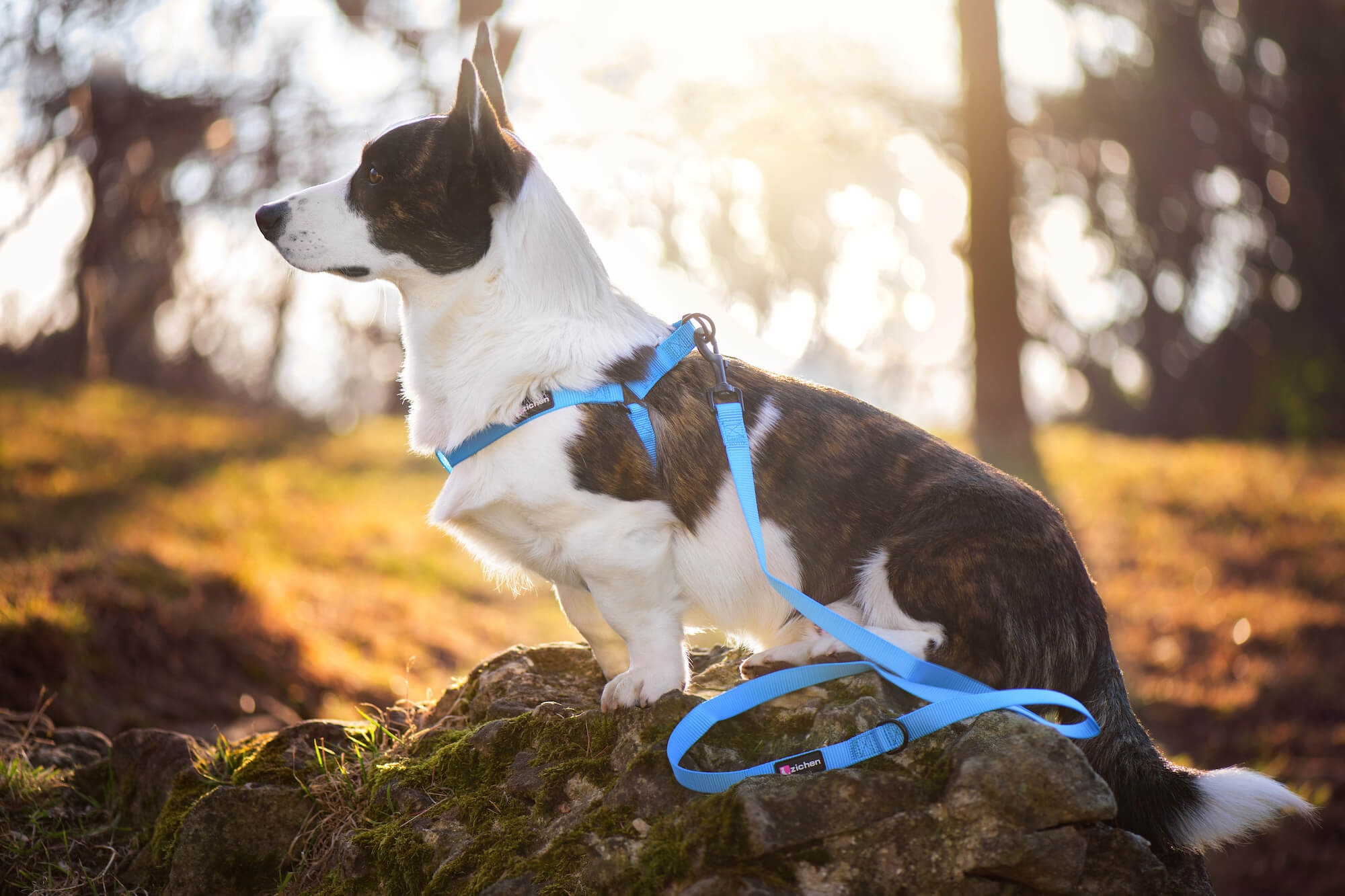 Vsepropejska Georgia postroj pro psa s vodítkem Barva: Modrá, Obvod hrudníku: 44 - 60 cm