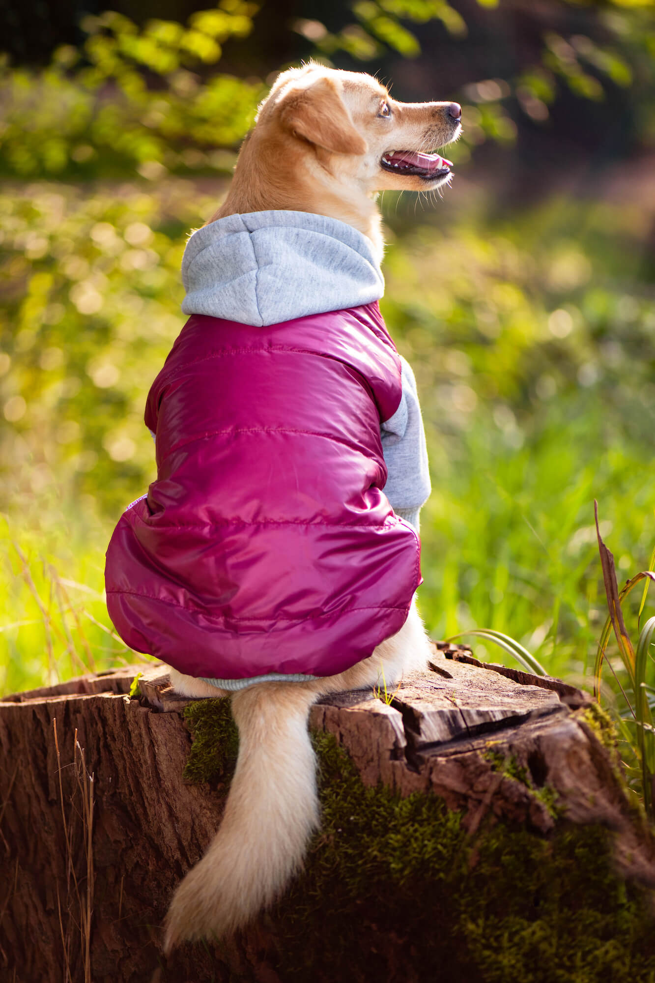 Vsepropejska Tabs bunda pro psa Barva: Růžová, Délka zad (cm): 42, Obvod hrudníku: 48 - 51 cm