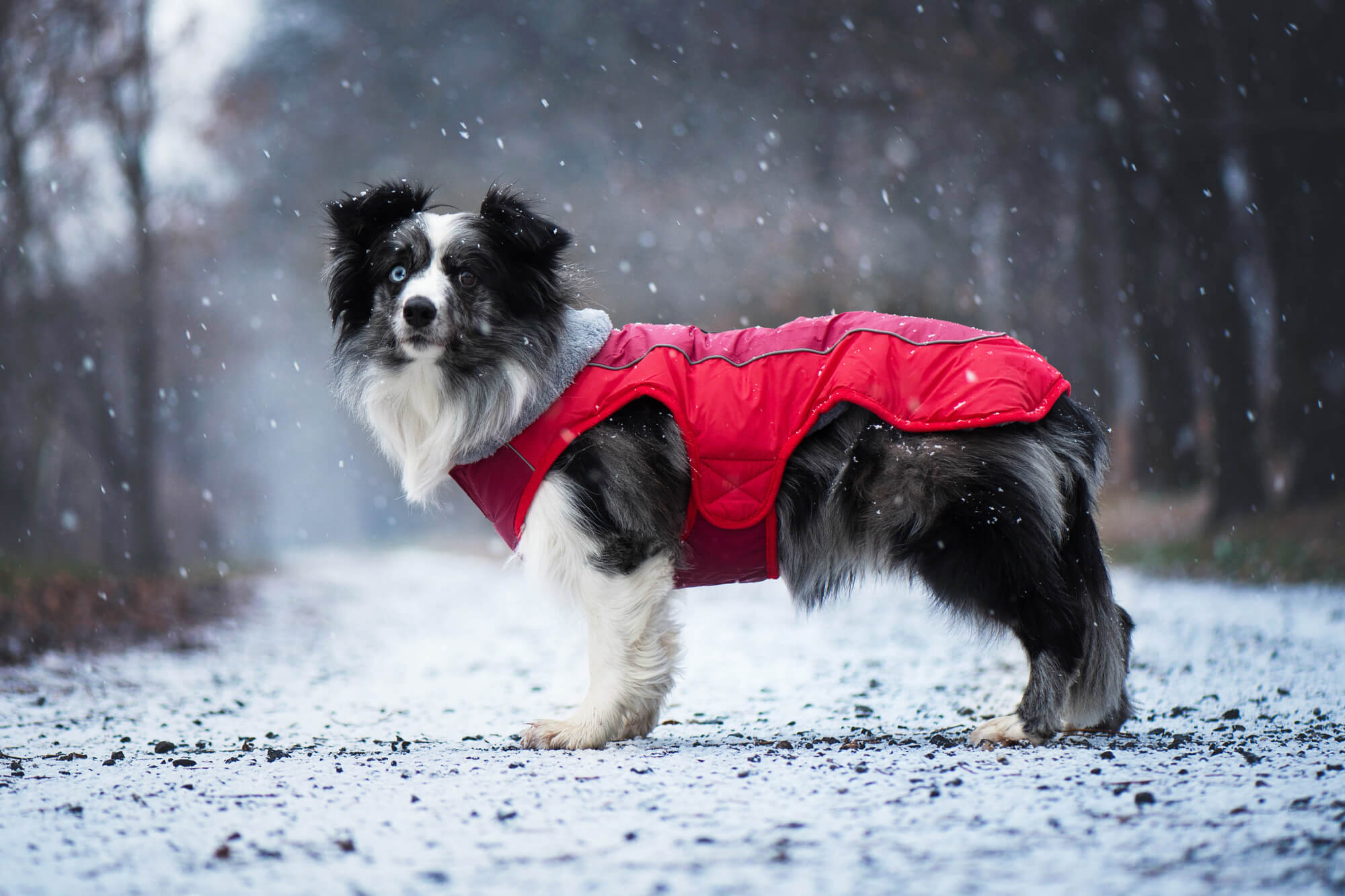 Vsepropejska Doral bunda pro psa s kožíškem Barva: Červená, Délka zad (cm): 38, Obvod hrudníku: 50 - 54 cm