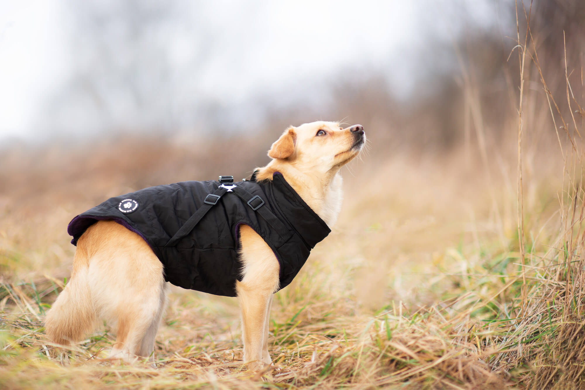 Vsepropejska Diamant zimní bunda pro psa s postrojem Barva: Černá, Délka zad (cm): 25, Obvod hrudníku: 34 - 36 cm