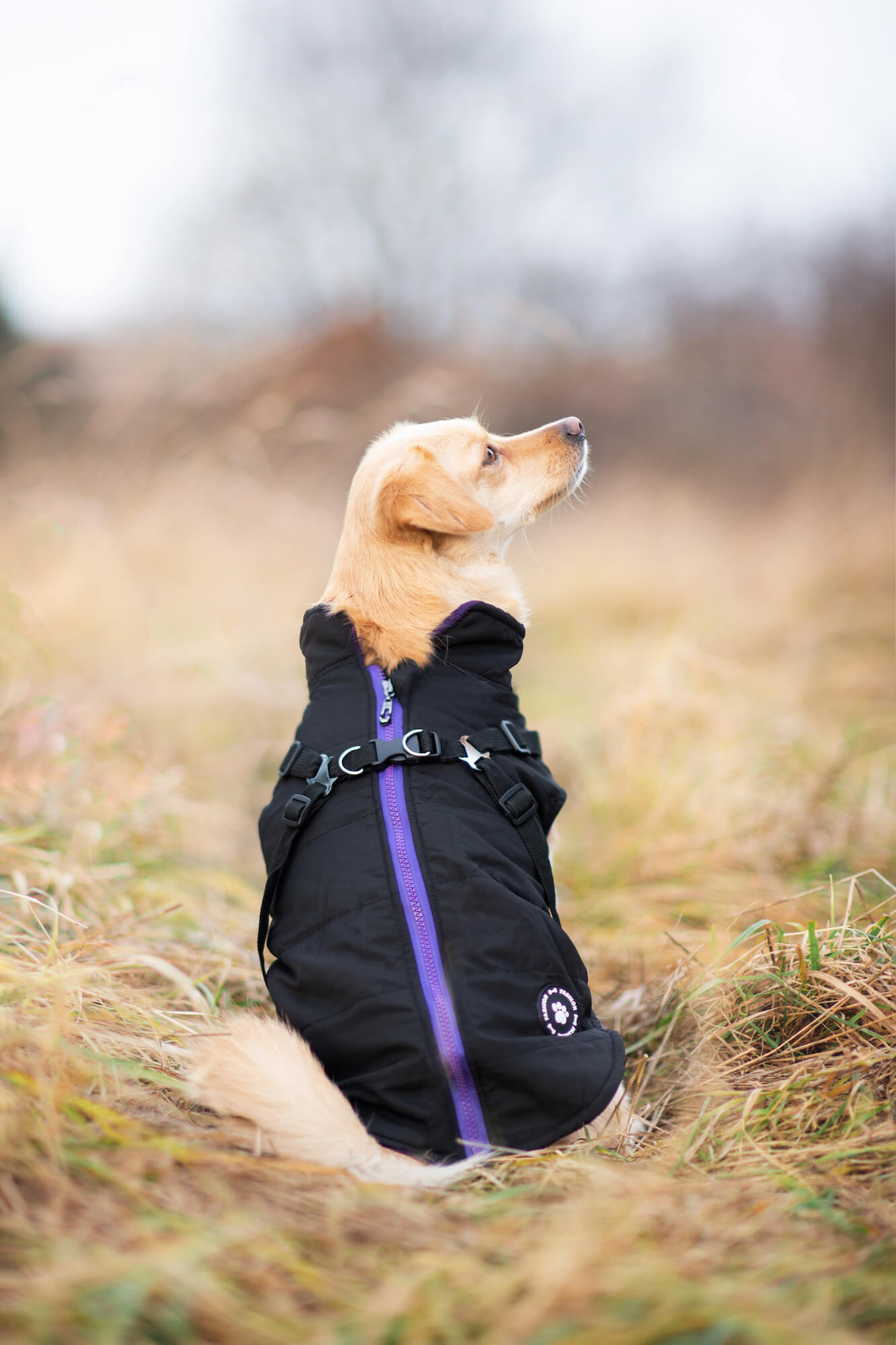 Vsepropejska Diamant zimní bunda pro psa s postrojem Barva: Černá, Délka zad (cm): 42, Obvod hrudníku: 52 - 56 cm