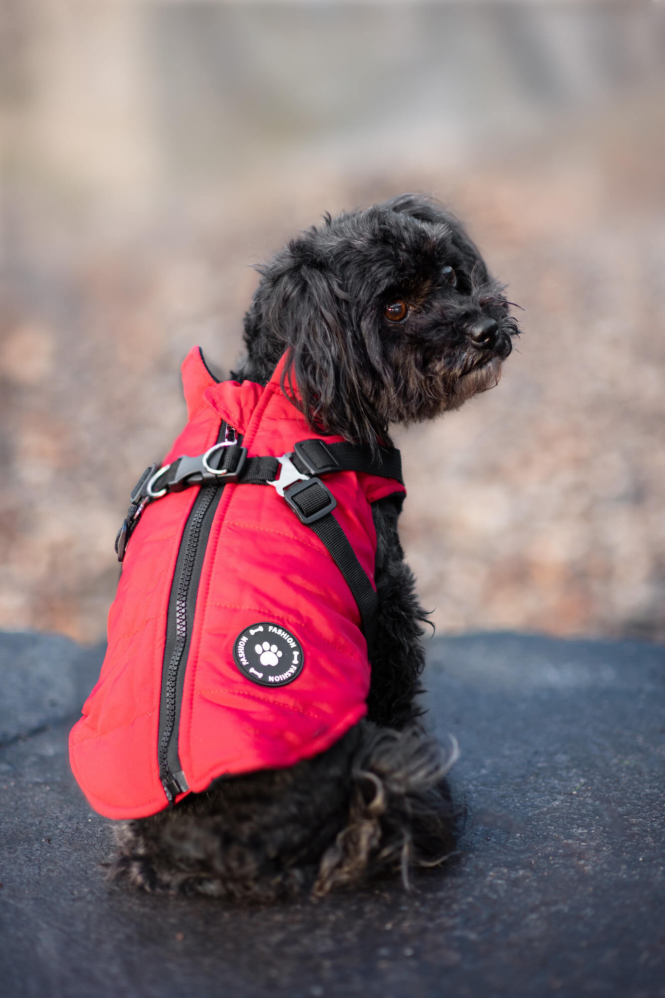 Vsepropejska Diamant zimní bunda pro psa s postrojem Barva: Červená, Délka zad (cm): 33, Obvod hrudníku: 42 - 46 cm