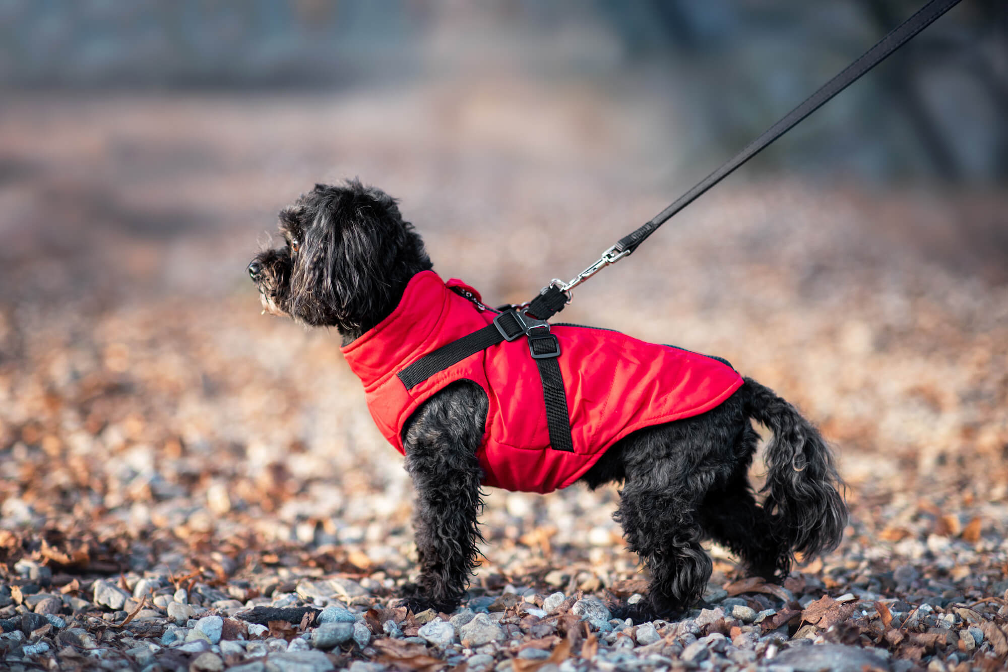 Vsepropejska Diamant zimní bunda pro psa s postrojem Barva: Červená, Délka zad (cm): 42, Obvod hrudníku: 52 - 56 cm