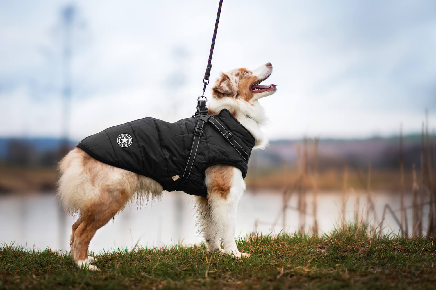Vsepropejska Achar zimní bunda pro psa s postrojem Barva: Černá, Délka zad (cm): 42, Obvod hrudníku: 54 - 58 cm