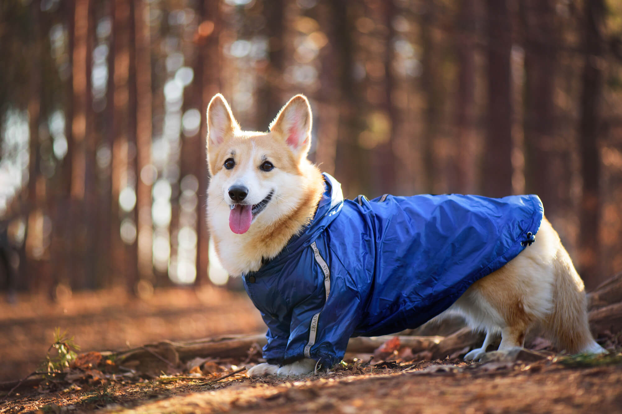 Vsepropejska Enola zimní bunda pro psa Barva: Modrá, Délka zad (cm): 20, Obvod hrudníku: 30 - 32 cm