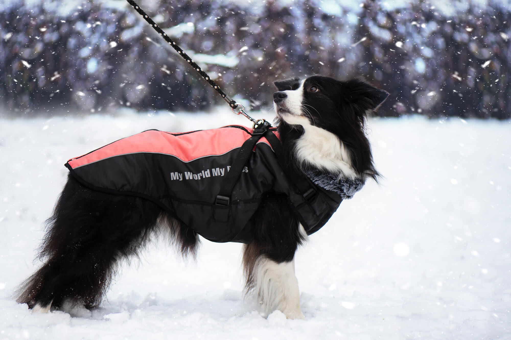 Vsepropejska Mansi zimní bunda pro psa s postrojem Barva: Oranžová, Délka zad (cm): 74, Obvod hrudníku: 76 - 80 cm
