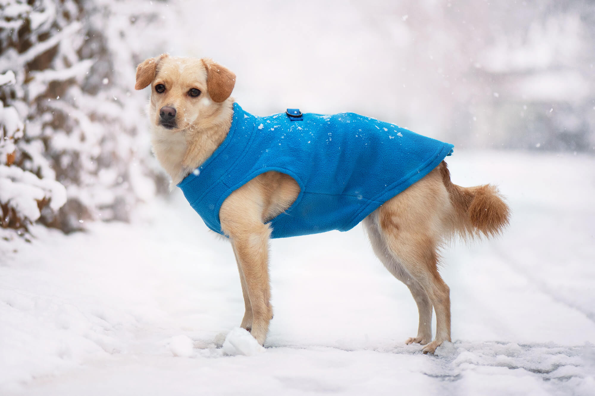 Vsepropejska Lonato fleecová mikina pro psa na ZIP Barva: Modrá, Délka zad (cm): 30, Obvod hrudníku: 44 - 48 cm