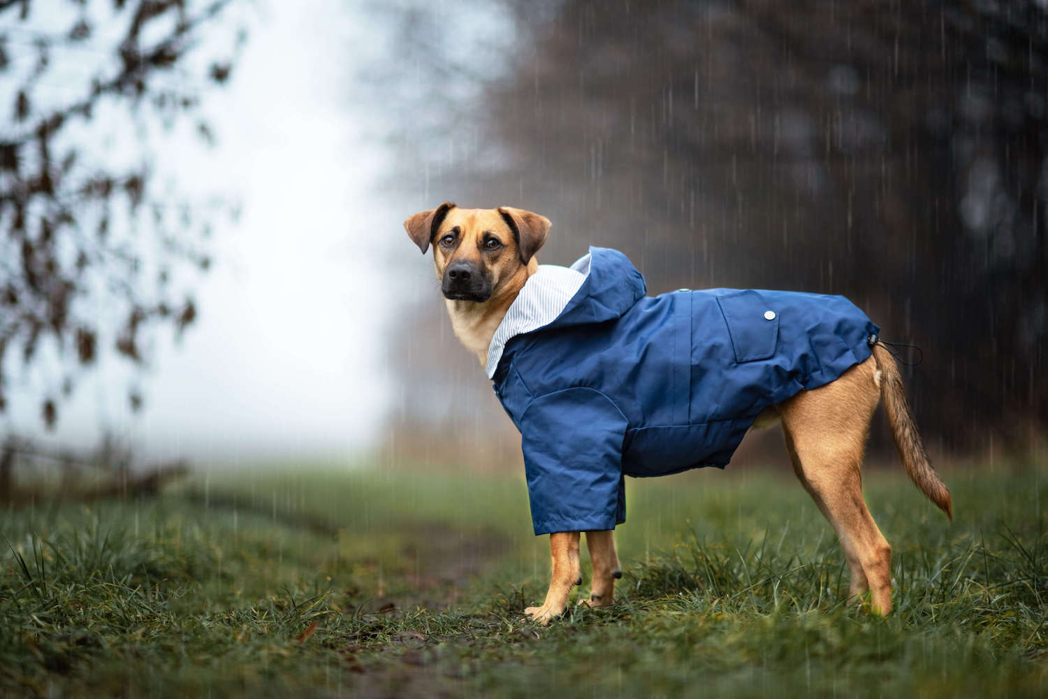 Vsepropejska Riska pláštěnka pro psa Barva: Modrá, Délka zad (cm): 26, Obvod hrudníku: 34 - 38 cm