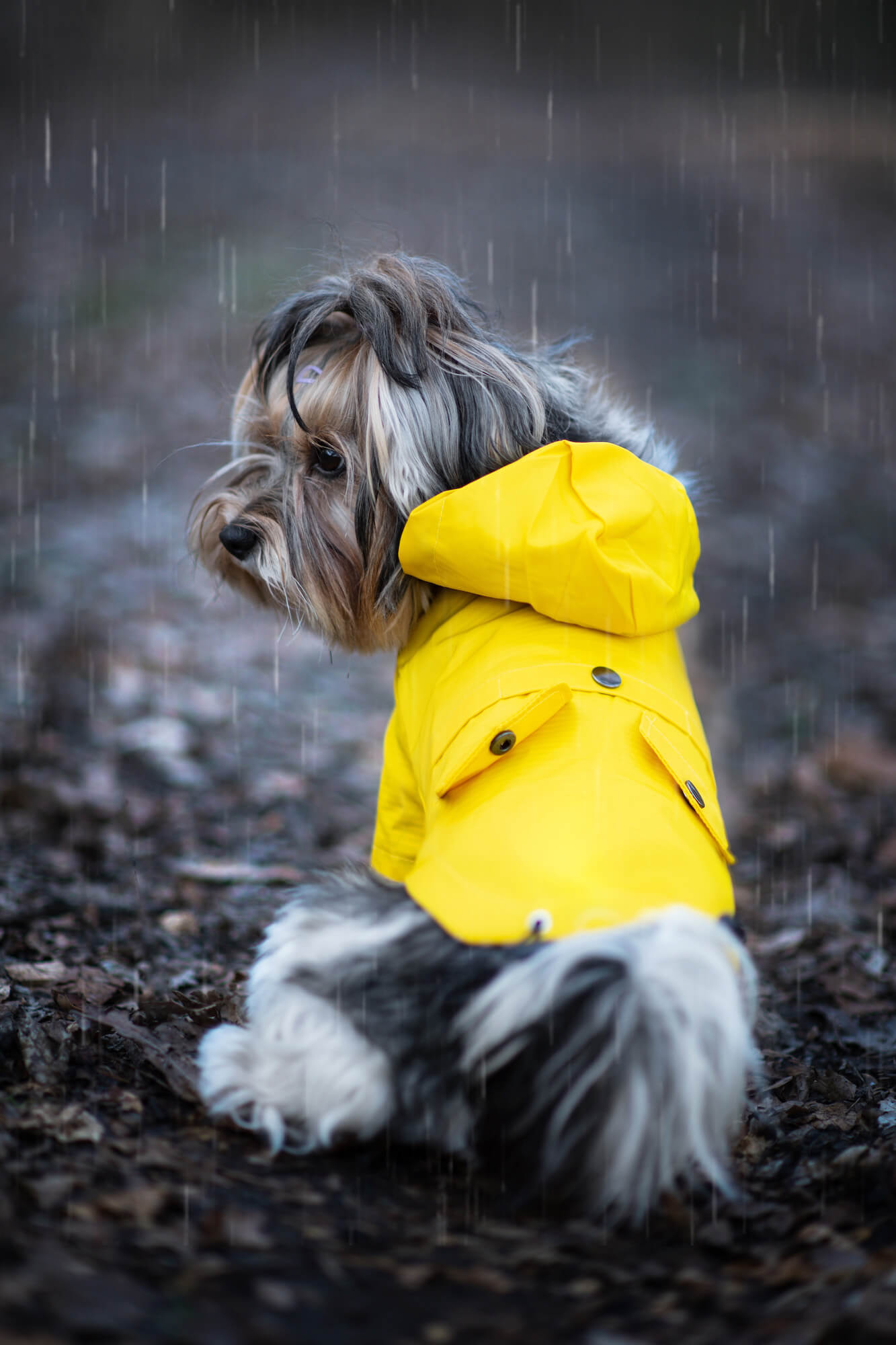 Vsepropejska Riska pláštěnka pro psa Barva: Žlutá, Délka zad (cm): 50, Obvod hrudníku: 68 - 72 cm