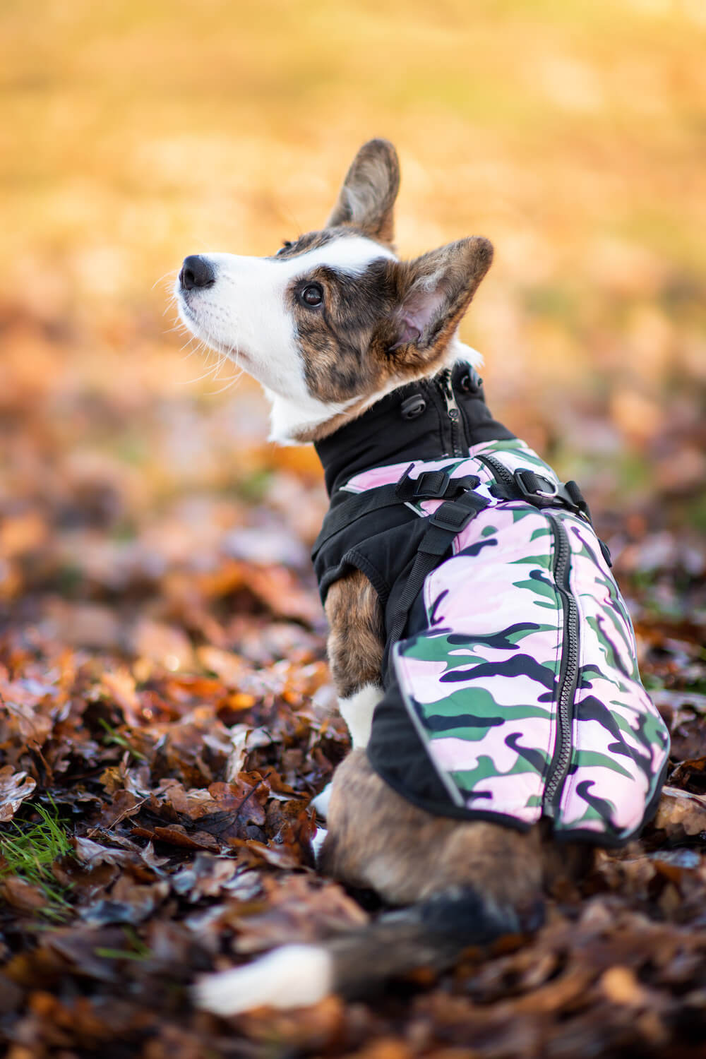 Vsepropejska Pinta zimní bunda pro psa s postrojem Barva: Růžová, Délka zad (cm): 30, Obvod hrudníku: 36 - 40 cm