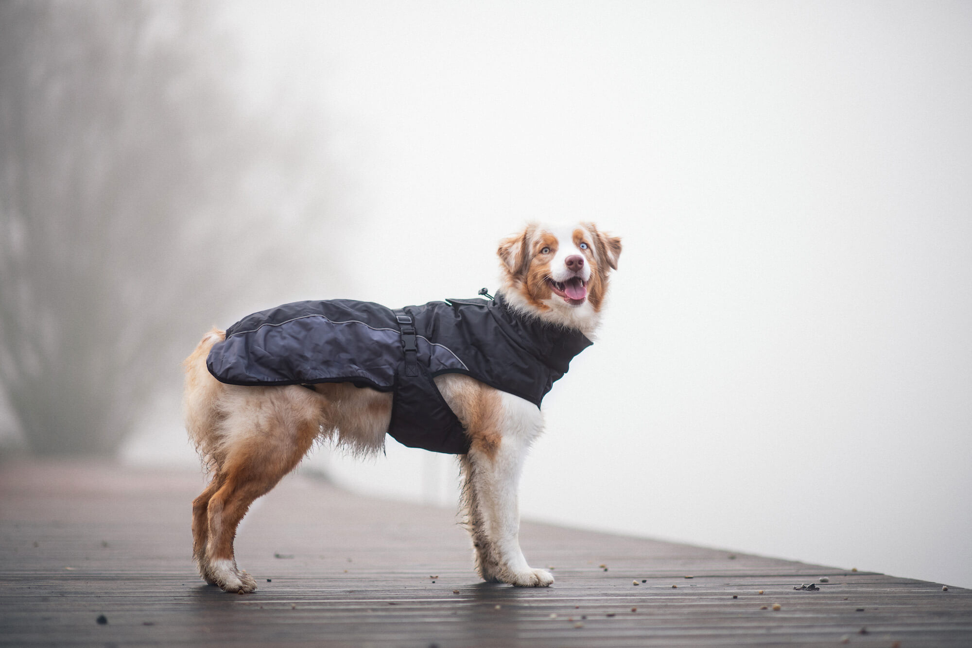 Vsepropejska Rosko zateplená bunda pro psa Barva: Černá, Délka zad (cm): 53, Obvod hrudníku: 68 - 72 cm