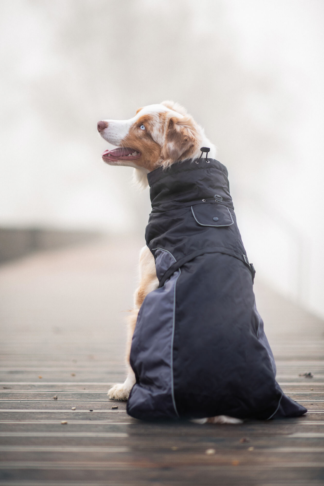 Vsepropejska Rosko zateplená bunda pro psa Barva: Černá, Délka zad (cm): 38, Obvod hrudníku: 52 - 60 cm