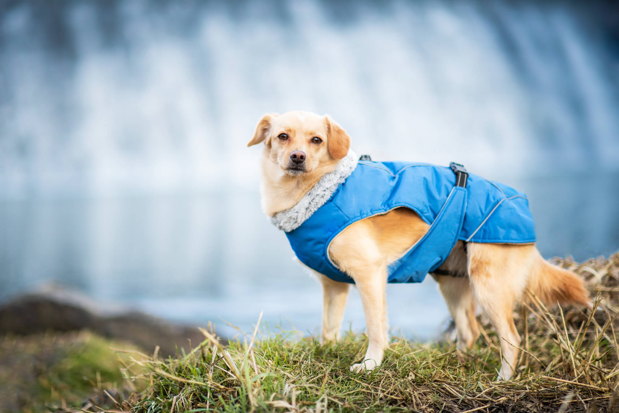Vsepropejska Furila bunda pro psa s kožíškem Barva: Modrá, Délka zad (cm): 38, Obvod hrudníku: 54 - 66 cm