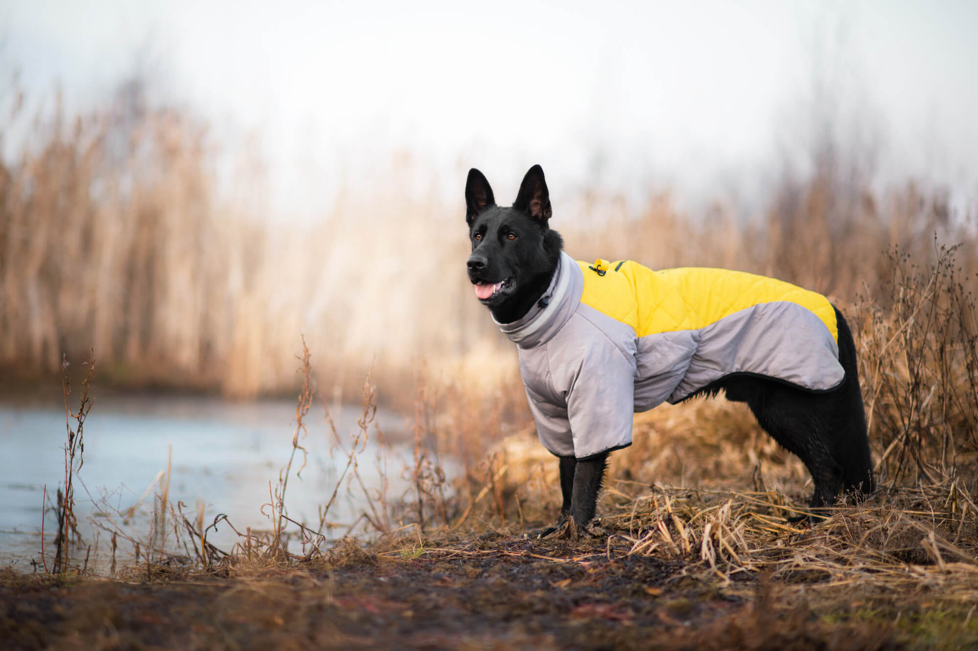 Vsepropejska Plex zimní bunda pro psa Barva: Žlutá, Délka zad (cm): 52, Obvod hrudníku: 58 - 62 cm