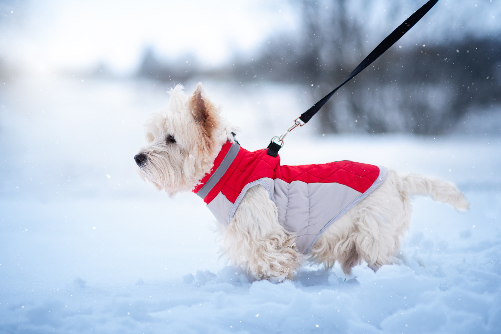 Vsepropejska Tremy zimní bunda pro psa s kroužky Barva: Červená, Délka zad (cm): 42, Obvod hrudníku: 54 - 58 cm