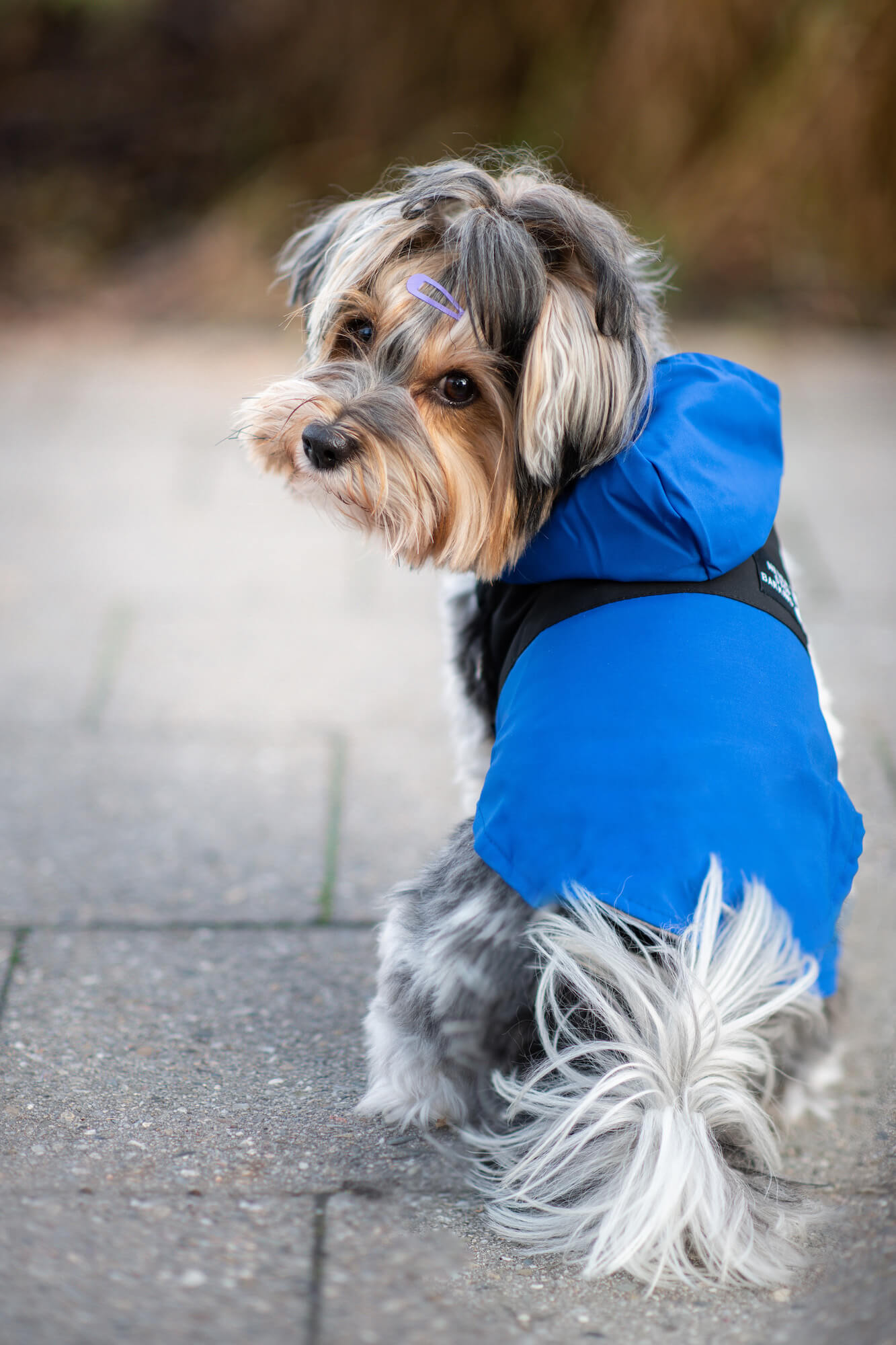 Vsepropejska Sindra zimní bunda pro psa Barva: Modrá, Délka zad (cm): 30, Obvod hrudníku: 42 - 48 cm