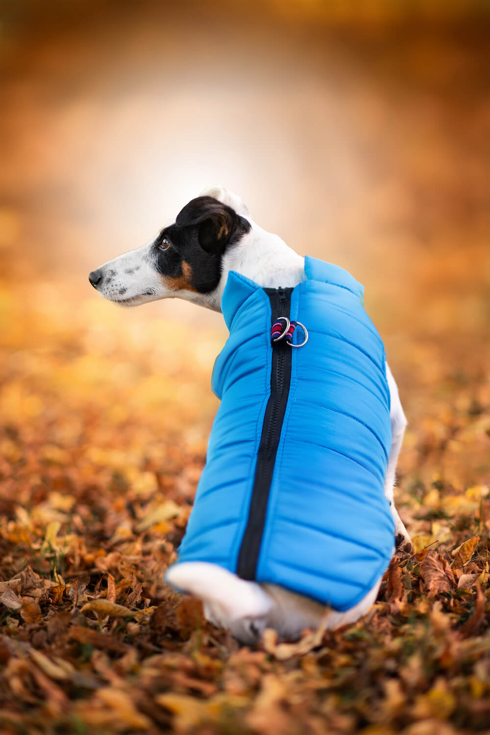 Vsepropejska Color-rainy obleček pro psa na zip Barva: Modrá, Délka zad (cm): 44, Obvod hrudníku: 50 - 54 cm