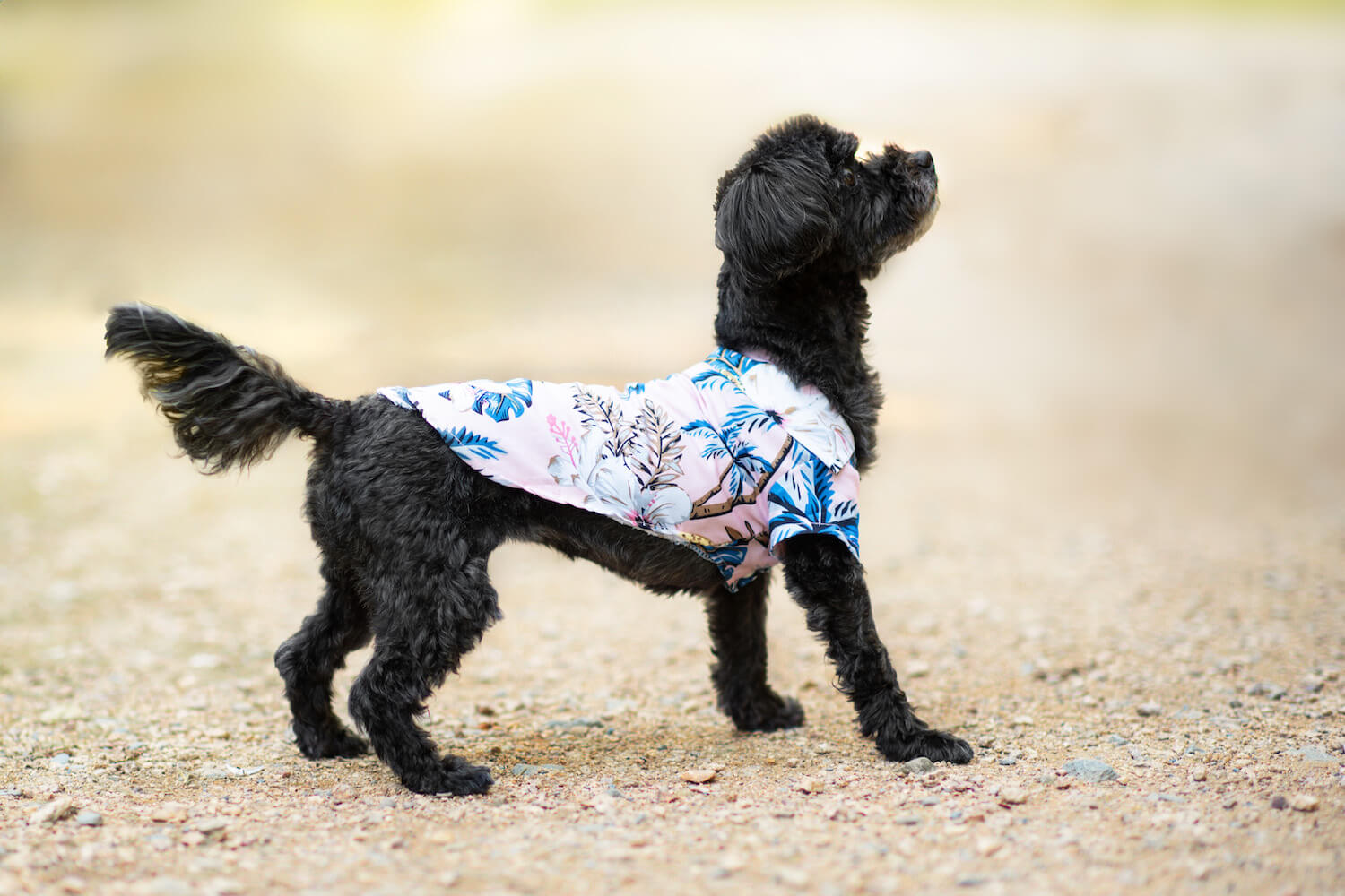 Vsepropejska Zyra plážová košile pro psa Barva: Růžová, Délka zad (cm): 29, Obvod hrudníku: 34 - 36 cm