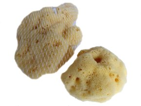 Přírodní MOŘSKÁ HOUBA z Jaderského moře (8-10 cm)