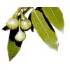 Esenciální olej LITSEA CUBEBA