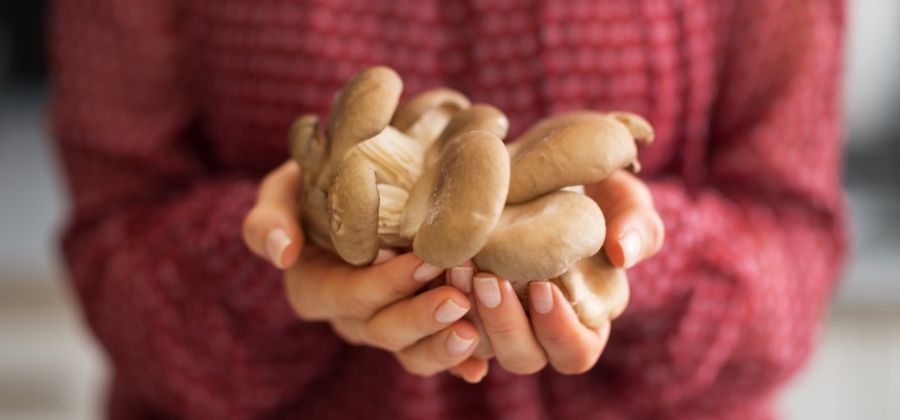 Hlíva a její účinky