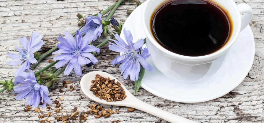 Čekanka aneb k čemu je  čekankový sirup?