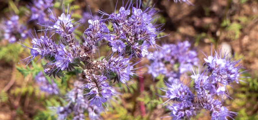 Ostropestřec mariánský - skvělý pomocník pro zdravé hubnutí